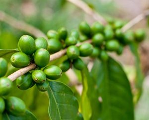 Grüner Kaffee Extrakt